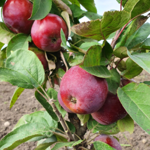 Kolonābele 'Gatis' (D3-94-2)