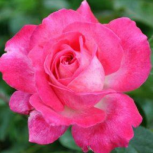 Roze 'Gaujard'