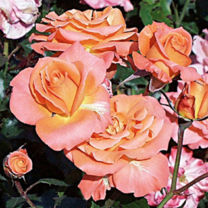 Roze 'Gavnö'