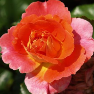 Roze 'Gebrüder Grimm®'