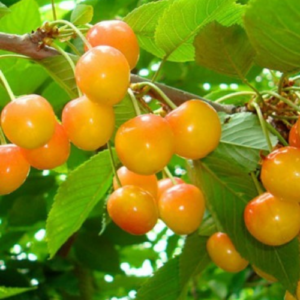 Saldais ķirsis 'Generoliška'