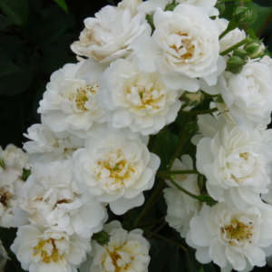 Rose 'Guirlande D'Amour'