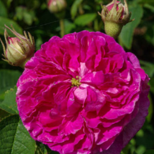 Roze 'Gloire des Jardins'