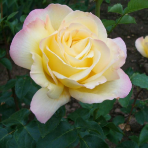 Roze 'Gloria Dei'
