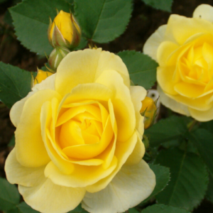 Roze 'Golden Border'