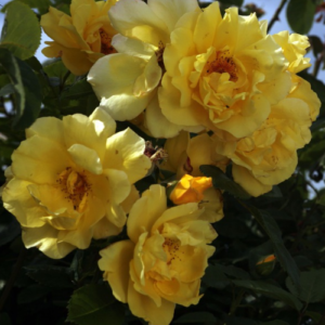 Rose 'Golden Gate'