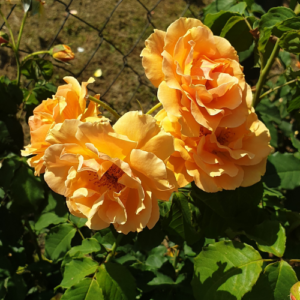 Roze 'Golden Olimp'