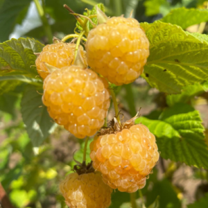 Raspberry 'Golden Queen'
