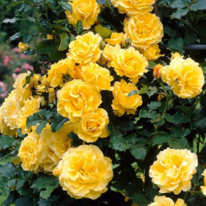 Roze 'Golden Showers®'