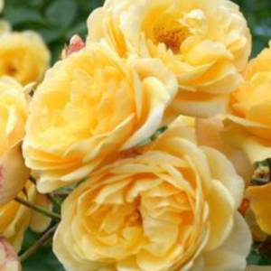 Rose 'Graham Thomas'