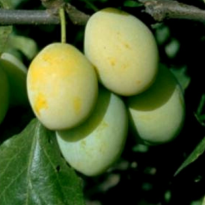 Plum 'Gult Ägplommon'