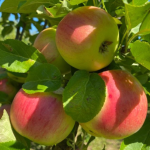 Columnar apple tree 'H-12-05-20'