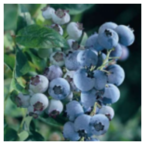 Krūmmellene 'Hanna's Choice'