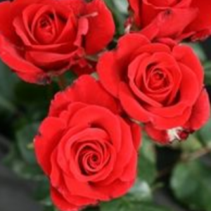 Roze 'Happy Rubby Wedding'