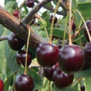 Ķirsis 'Haritonovskaja'