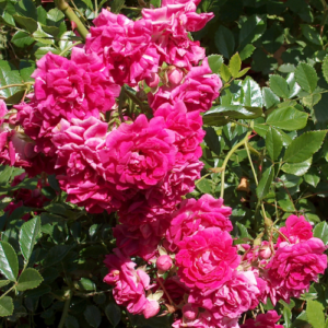 Roze 'Heidetraum'
