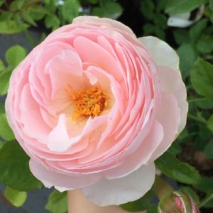 Roze 'Heritage'