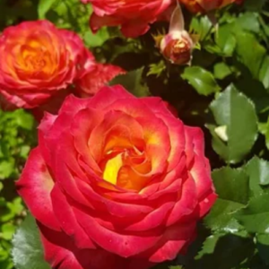 Rose 'High Society'