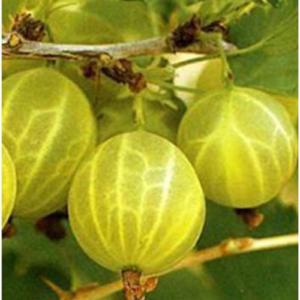 Goosberry 'Hinomaki Gelb'