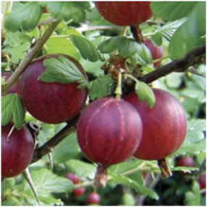 Ērkšķoga 'Hinomaki Red'