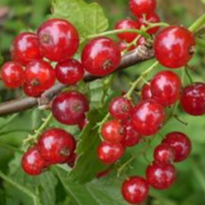 Jāņoga 'Holandes Sarkanā'