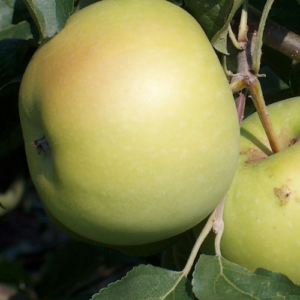 SA ābele 'Honey Gold'