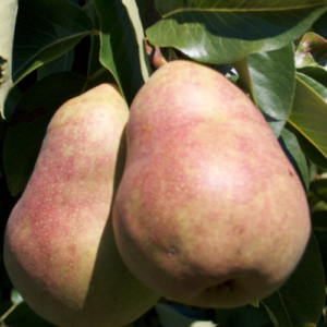 Bumbiere 'Hortensija'