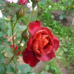 Roze 'Hot Chocolate'