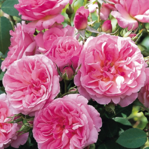 Roze 'Hyde Hall'