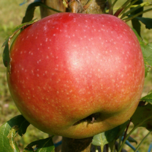Dwarf apple tree 'Iedzēnu'