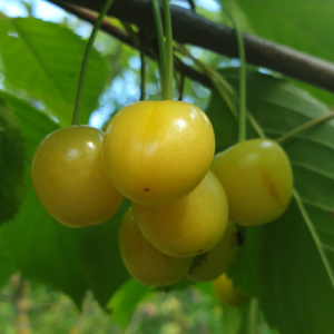 Saldais ķirsis 'Iedzēnu Dzeltenais'