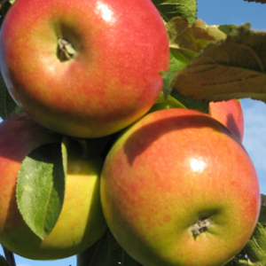 Dwarf apple tree 'Ilga'