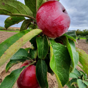 Kolonābele 'Ilze' (BC2025)