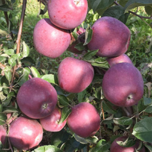 Dwarf apple tree 'Imant'