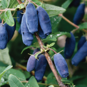 Honeysuckle 'Indigo Gem'