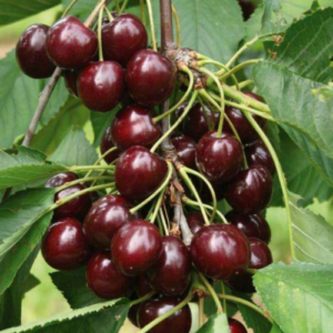 Saldais ķirsis 'Indra'