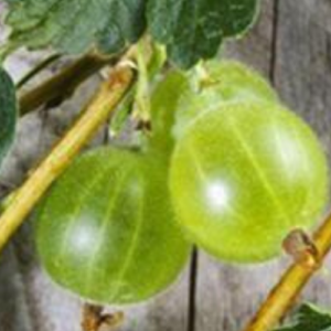 Gooseberry 'Invicta'