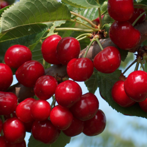 Saldais ķirsis 'Iputj'