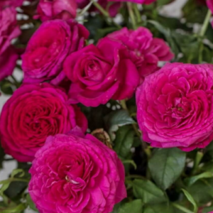 Roze 'Joh. W. Goethe rose®'