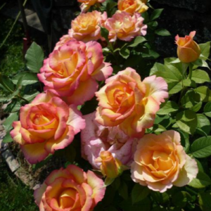 Roze 'Jean Piat'