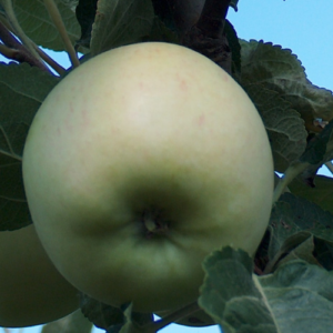 SA ābele 'Jelgavas Vasaras'