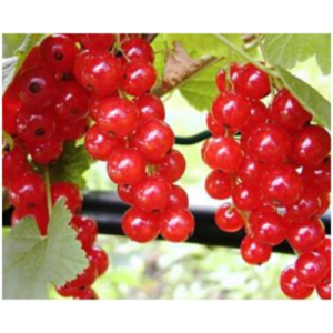 Jāņoga 'Jonker Van Tets'