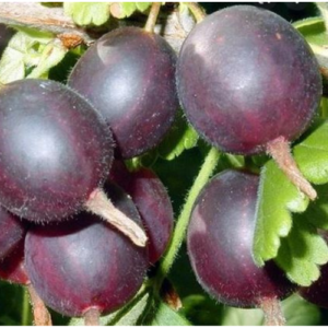 Tall-stemmed blackcurrant-gooseberry hybrid 'Josta'
