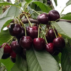 Saldais ķirsis 'Jurgita'