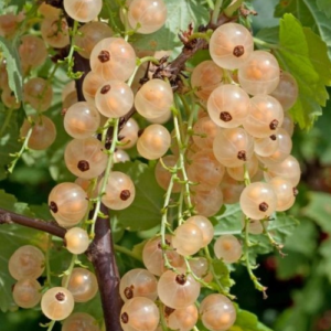Tall-stemmed white currant 'Jutenburgas Baltā'