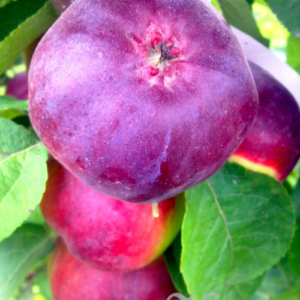 Columnar apple tree 'KV-19'