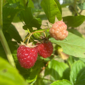 Avene 'Kapriz Bogov'