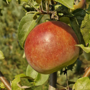 Dwarf apple tree 'Kent'