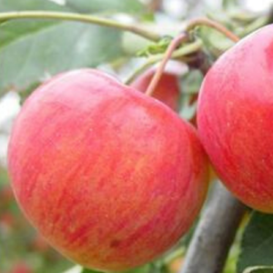 Dekoratīvā ābele 'Kerr'