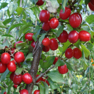 Cornelian cherry